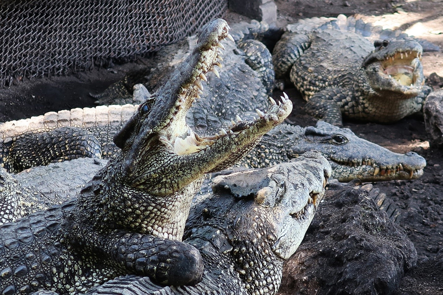 Crocodylus rhombifer