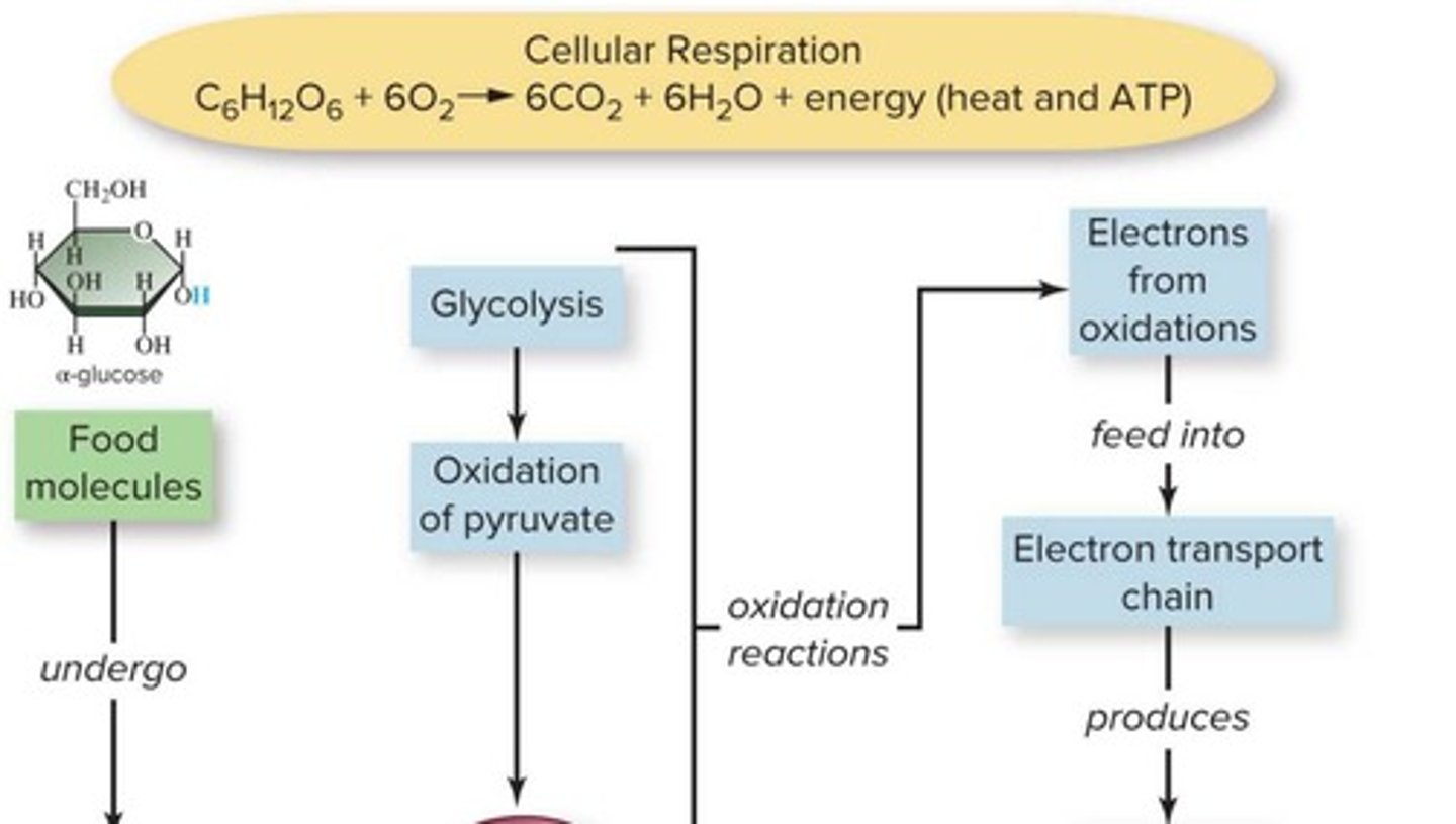 <p>Biochemical reactions oxidizing glucose to release energy.</p>