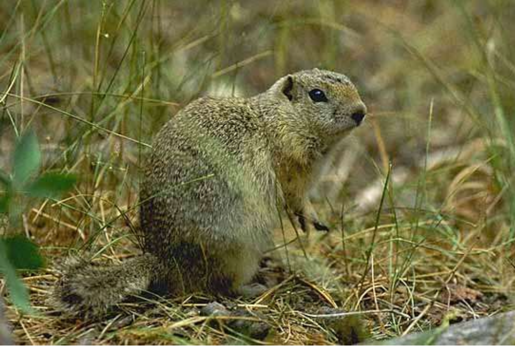 <p>Wyoming ground squirrel</p>
