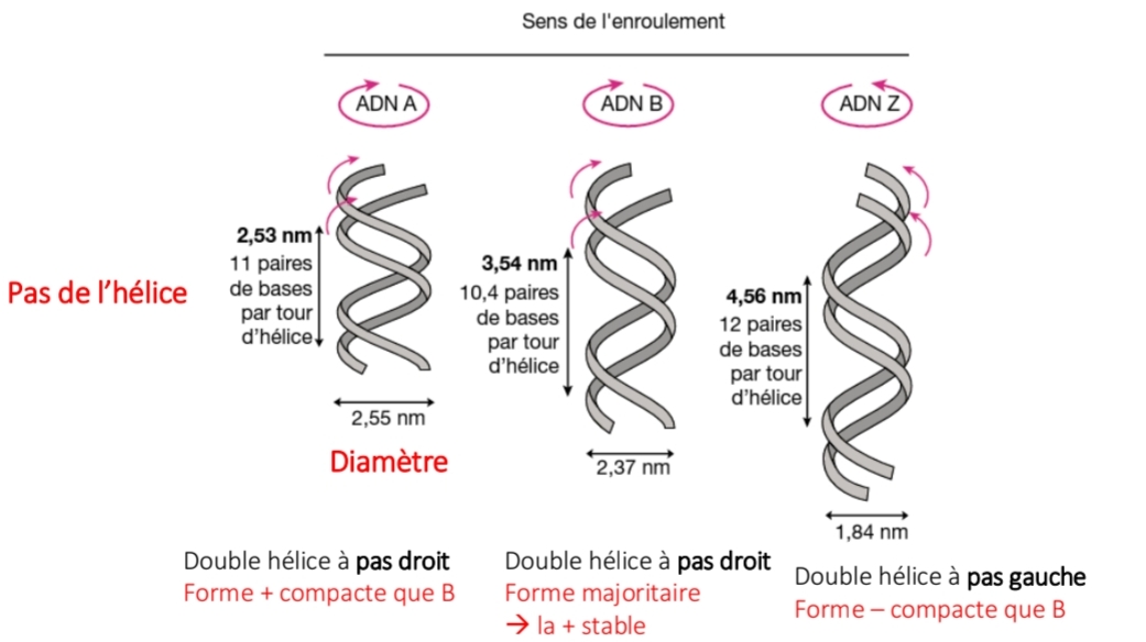 <p>ADN B → majoritaire</p><ul><li><p class="has-focus"> ↓ {ionique}  = condition intracell</p></li></ul><p class="has-focus"><br>ADN A → déshydratation</p><ul><li><p class="has-focus"> ↓ {eau}   ↑{sel}                                                                                                                                                                                             ADN Z → pas gauche</p></li><li><p class="has-focus">↑{sel} + alcool</p></li><li><p class="has-focus">in vivo qd cytosine méthylé</p></li></ul><p></p>