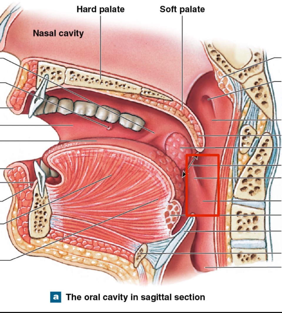 <p>what is this?</p>