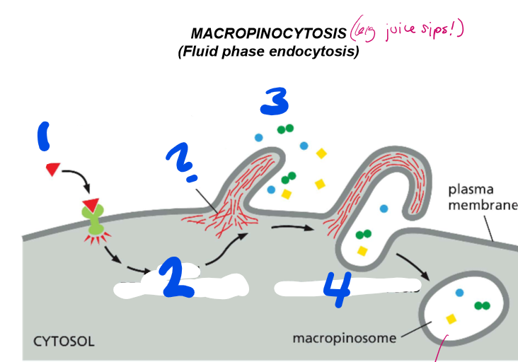 <p>LABELLLLL the steps of macropinocytosis </p>