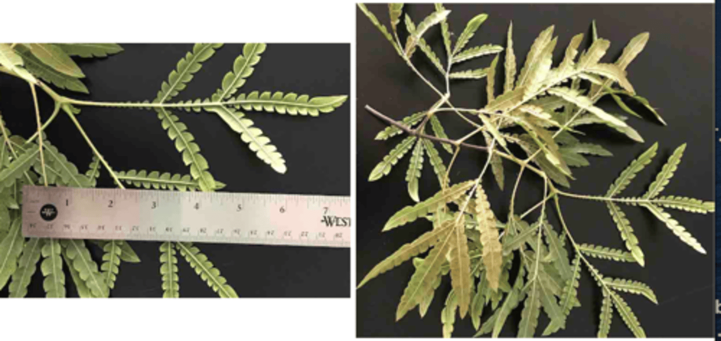 <p>1'. Angiosperms</p><p>----------------</p><p>10. Leaves compound</p><p>----------------</p><p>11'. Leaves pinnately compound</p><p>----------------</p><p>13. Leaves twice-pinnately compound</p><p>----------------</p><p>14. Leaves opposite</p>
