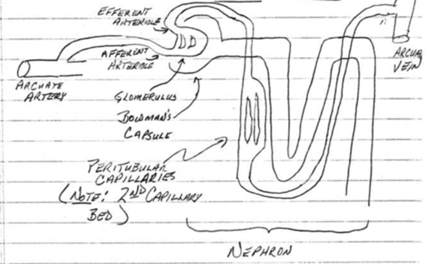 <p>reabsorption from the nephron</p>