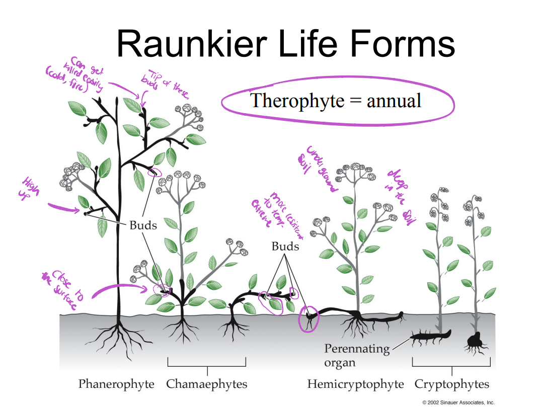 <p>Chamaephytes</p>