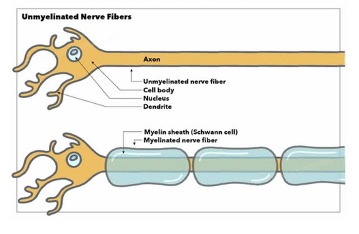 <p>Non-myelinated nerve fibers in the Space of Disse may play a role in regulating the functions of hepatocytes and the sinusoidal blood flow.</p>