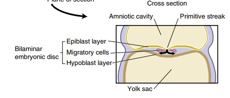 <ol><li><p>Cells from epiblast layer migrates towards the hypoblast layer in the area of the primitive streak&nbsp;</p></li><li><p><strong>Migrated epiblast layer cells form the mesoderm and endoderm</strong> → 3 layers present&nbsp;</p></li><li><p>Embryonic disc is now called trilaminar embryonic disc</p></li></ol><p></p>
