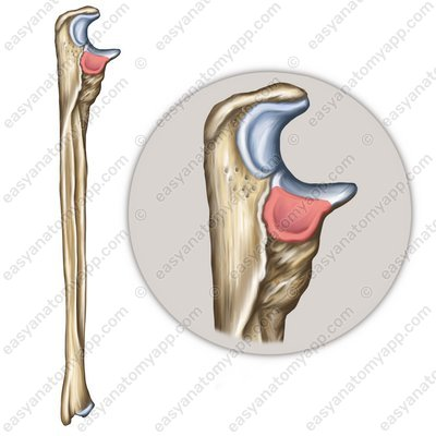 <p>name this bone or bone marking</p>