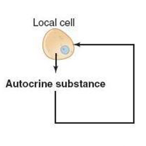 <p>autocrine signaling</p>