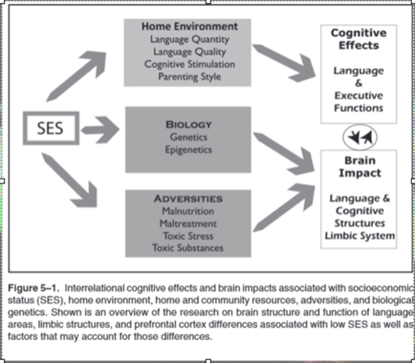 <p><span style="background-color: transparent;">Interrelational cognitive effects and brain impacts associated with socioeconomic status SES, home environment, home and community resources, adversities, and biological genetics</span></p>