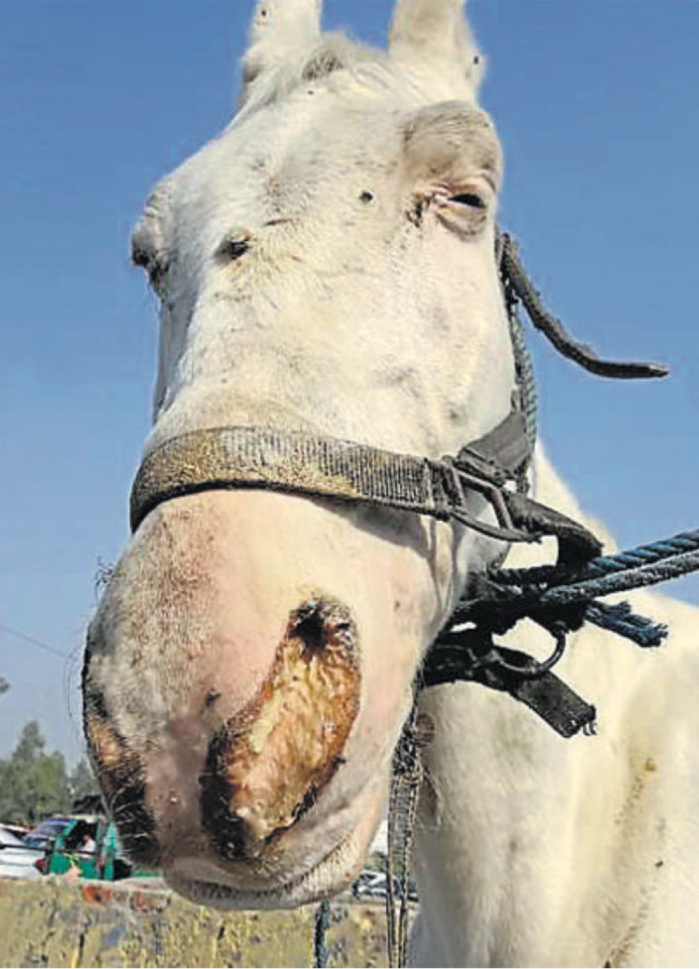 <p></p><p><span><strong><span>Caused by:</span></strong></span></p><ul><li><p><span><em><mark data-color="red" style="background-color: red; color: inherit;"><span>Burkholderia mallei</span></mark></em></span></p></li></ul><p><span><strong><span>Susceptible species:</span></strong></span></p><ul><li><p><span><span>Horses, mules and donkeys, and humans. </span><mark data-color="yellow" style="background-color: yellow; color: inherit;"><span>Zoonotic!</span></mark></span></p></li></ul><p><span><strong><span>Transmission:</span></strong></span></p><ul><li><p><span><span>Contact with infected horses, most often via </span><mark data-color="red" style="background-color: red; color: inherit;"><span>respiratory secretions and exudates from skin lesions.</span></mark></span></p></li><li><p><span><span>Horses often get infected when </span><mark data-color="red" style="background-color: red; color: inherit;"><span>ingesting contaminated food or water.</span></mark></span></p></li></ul><p></p><p><strong>Epizootology:</strong></p><ul><li><p><span><span>Eradicated in many countries.</span><mark data-color="red" style="background-color: red; color: inherit;"><span> Very fatal if untreated!!</span></mark></span></p></li></ul><p></p><p><strong>Clinical signs:</strong></p><ul><li><p><span><span>Can be infected by one or more forms at the same time.</span></span></p></li><li><p><span><mark data-color="red" style="background-color: red; color: inherit;"><span>Death occurs rapidly within a few days.</span></mark></span></p></li><li><p><span><span>Chronic form can occur in horses.</span></span></p></li><li><p><span><span>More severe in donkeys and mules</span></span></p></li></ul><p></p><p><span><strong><mark data-color="purple" style="background-color: purple; color: inherit;"><span>Nasal form</span></mark></strong></span></p><ul><li><p><span><mark data-color="red" style="background-color: red; color: inherit;"><span>Deep ulcers and nodules</span></mark><span> develop inside the nasal passage, cause </span><mark data-color="red" style="background-color: red; color: inherit;"><span>thick mucopurulent yellowish discharge</span></mark></span></p></li><li><p><span><span>Enlarged regional lymph nodes</span></span></p></li><li><p><span><span>Can spread to involve lower respiratory tract</span></span></p></li></ul><p></p><p><span><strong><mark data-color="purple" style="background-color: purple; color: inherit;"><span>Pulmonary form</span></mark></strong></span></p><ul><li><p><span><mark data-color="red" style="background-color: red; color: inherit;"><span>Most common</span></mark><span> form</span></span></p></li><li><p><span><mark data-color="red" style="background-color: red; color: inherit;"><span>Nodules and abscesses in lungs</span></mark></span></p></li><li><p><span><span>Mild to severe respiratory signs; coughing, dyspnea</span></span></p></li><li><p><span><span>Fever</span></span></p></li></ul><p></p><p><span><strong><mark data-color="purple" style="background-color: purple; color: inherit;"><span>Cutaneus form</span></mark></strong></span></p><ul><li><p><span><mark data-color="red" style="background-color: red; color: inherit;"><span>Nodules on the skin, along the course of lymphatic vessels, typically on legs</span></mark><span>.</span></span></p></li><li><p><span><span>Nodules often rupture and ulcerate, discharging an </span><mark data-color="red" style="background-color: red; color: inherit;"><span>oily, thick yellow exudate</span></mark></span></p></li><li><p><span><span>Ulcers heal slowly</span></span></p></li><li><p><span><span>Chronically enlarged regional lymph nodes</span></span></p></li><li><p><span><mark data-color="red" style="background-color: red; color: inherit;"><span>Swelling of joints</span></mark></span></p></li></ul><p></p><p><span><strong><span>Humans</span></strong></span></p><ul><li><p><span><mark data-color="red" style="background-color: red; color: inherit;"><span>Septicemia</span></mark><span>, pulmonary infection, acute localized infection and chronic disease</span></span></p></li></ul><p></p><p><strong>Diagnosis:</strong></p><ul><li><p><span><span>Bacterial culture</span></span></p></li><li><p><span><span>PCR, ELISA</span></span></p></li><li><p><span><mark data-color="red" style="background-color: red; color: inherit;"><span>Mallein test</span></mark><span> (hypersensitivity test)</span></span></p></li></ul><p></p><p><strong>Treatment and prevention:</strong></p><ul><li><p><span><span>ATB</span></span></p></li><li><p><span><mark data-color="red" style="background-color: red; color: inherit;"><span>euthanize positive animals.</span></mark></span></p></li></ul><p></p>