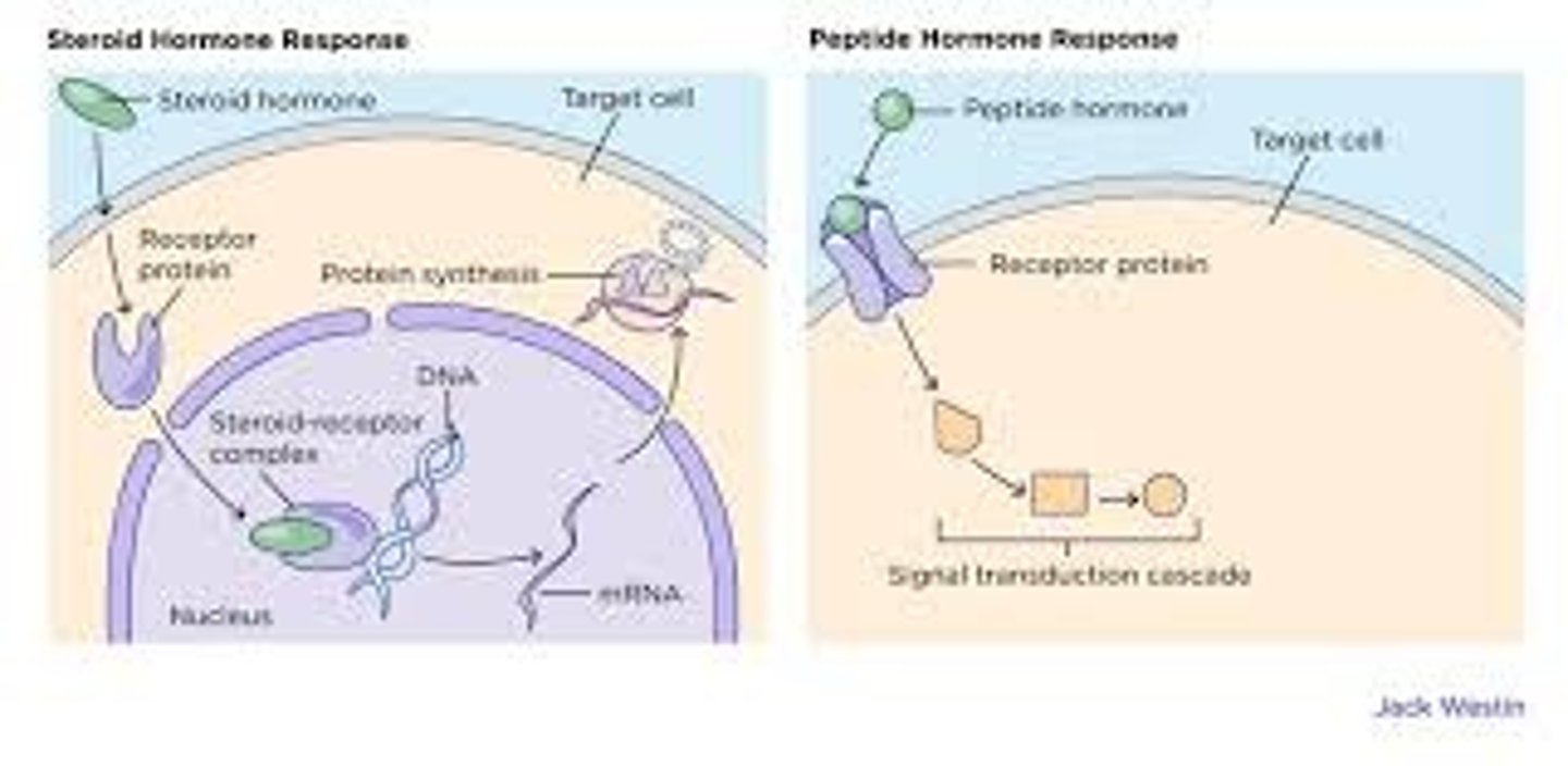<p>- Peptide hormones and monoamines are hydrophilic (water soluble) and cannot pass through the membrane, so they must bind to receptors at the cell surface (ex. Binding of glucagon to liver cells)</p><p>- Steroid hormones are hydrophobic (lipid-soluble) and cannot pass through readily diffuse through the membrane. Most pass directly into the cell's nucleus and bind to a receptors associated with DNA</p>