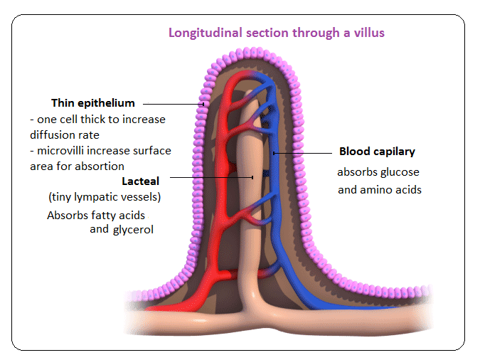 <ul><li><p>Tiny hair-like projections that line the inside of the small intestine. They contain blood vessels and help absorb nutrients.</p></li><li><p>Villi are lined with Microvilli to increase surface area further.</p></li><li><p>Villi absorb materials such as:</p><ul><li><p>Macromolecule building blocks (amino acids and monosaccharides)</p></li><li><p>Nucleotide bases</p></li><li><p>Minerals</p></li><li><p>Vitamins</p></li></ul></li></ul>