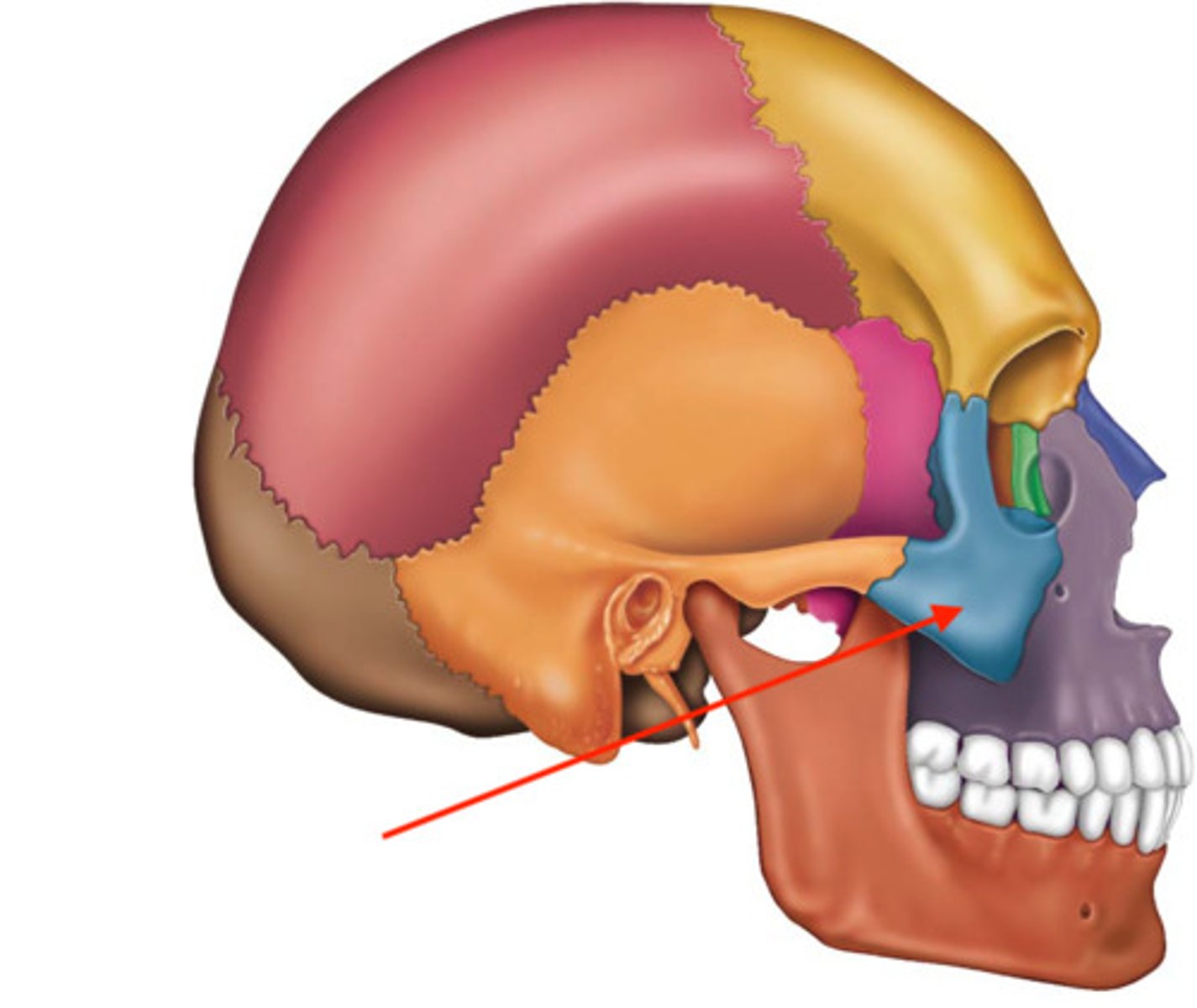 <p>Name this part of the zygomatic bone.</p>