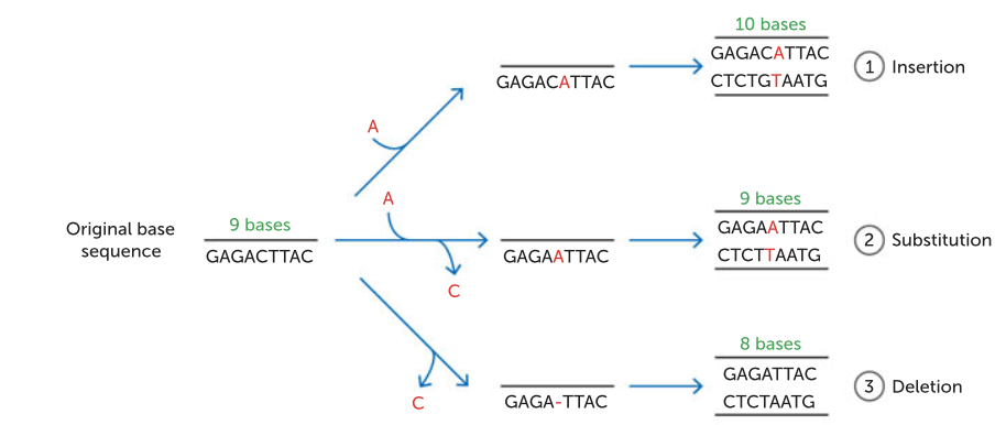 <p>can be due to a nucleotide being:</p><ul><li><p>inserted</p></li><li><p>substituted </p></li><li><p>deleted </p></li></ul><p></p>