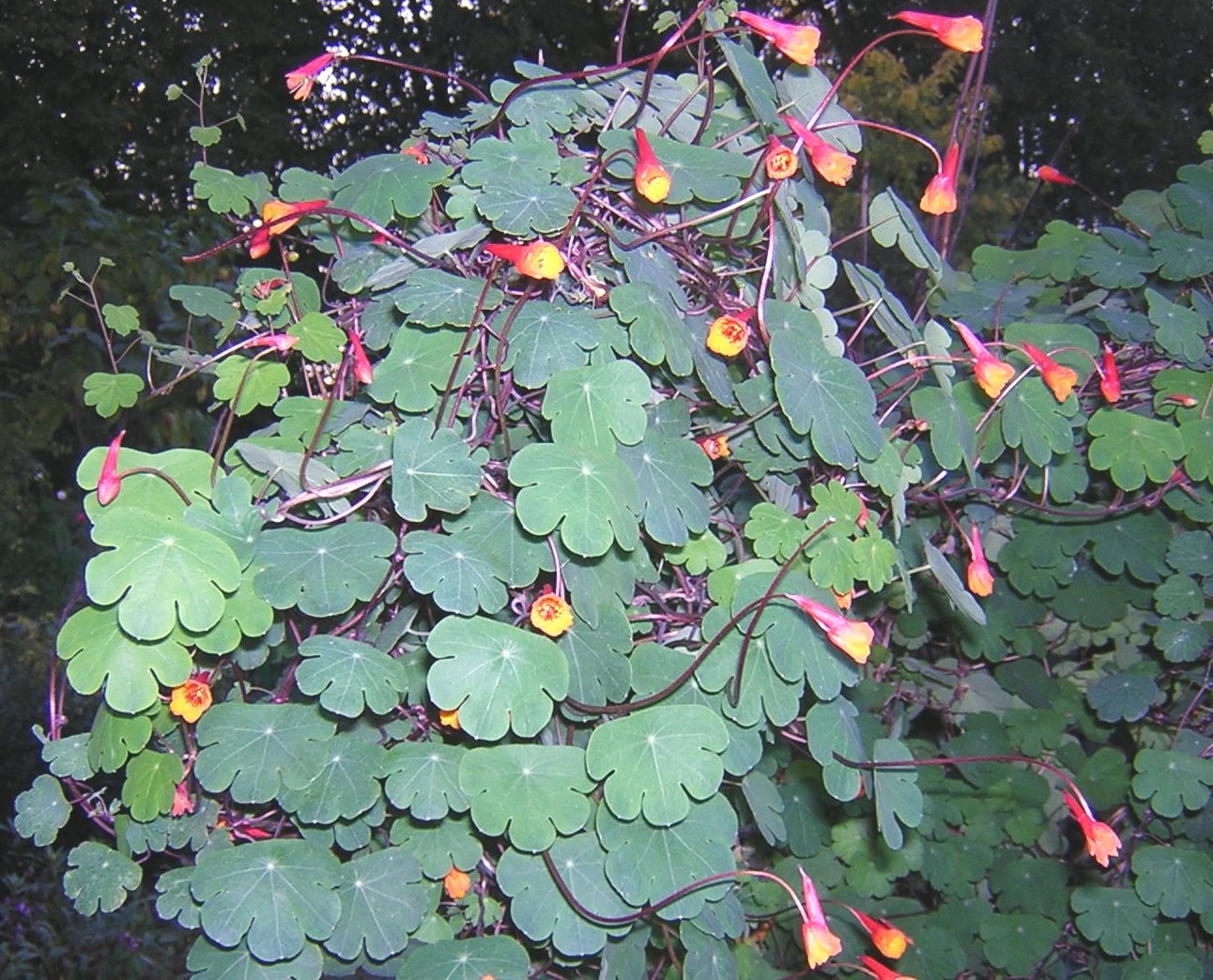 <p>Tropaeolum tuberosum - <strong>Tropaeolaceae</strong></p>