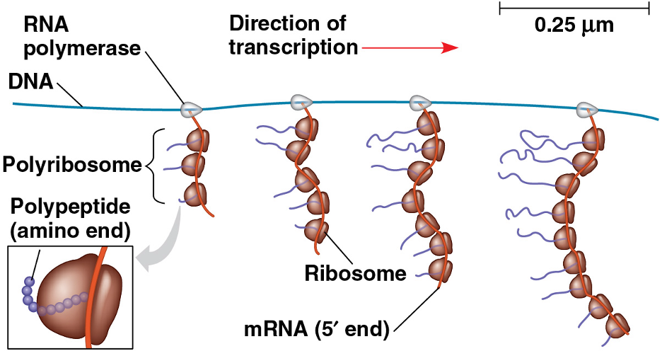 <p>enables a cell to make many polypeptide copies very quickly </p><ul><li><p>in prokaryotes, the whole process is even faster because transcription and translation can occur almost simultaneously </p></li></ul><p></p>