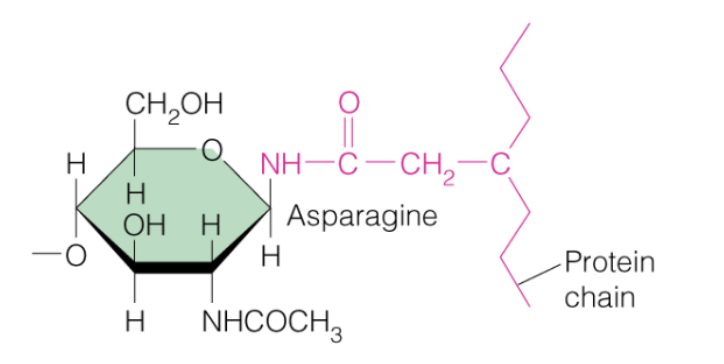 <p>What kind of amino acid modification occurred in this picture?</p>