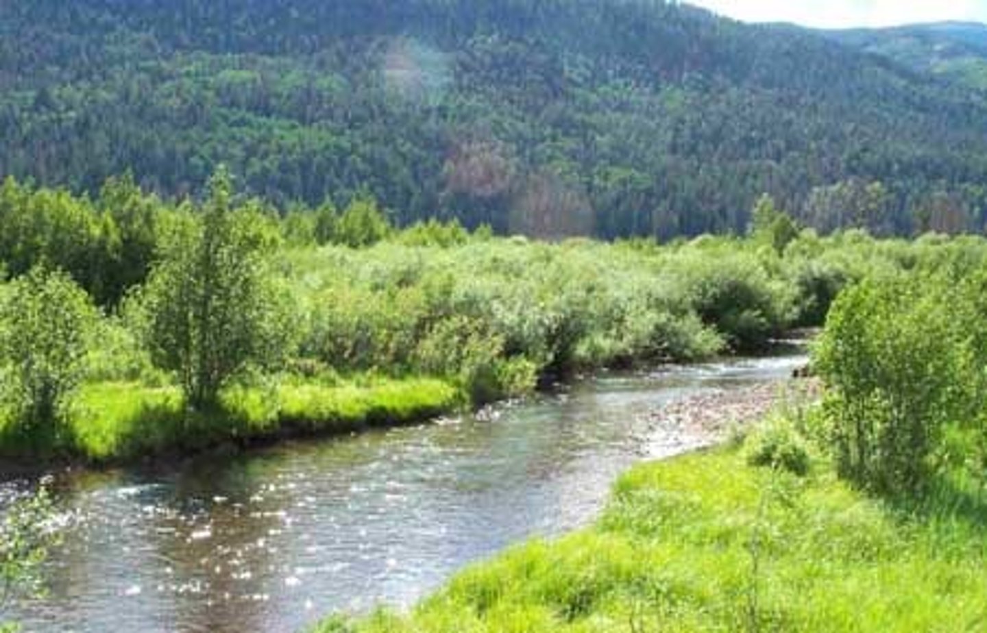 <p>Traits: Along streams/rivers; lush, water-loving trees and shrubs; high biodiversity.</p><p>Plant Adaptations: Tolerance of flooding, fast growth, flexible stems, large leaves for photosynthesis.</p>