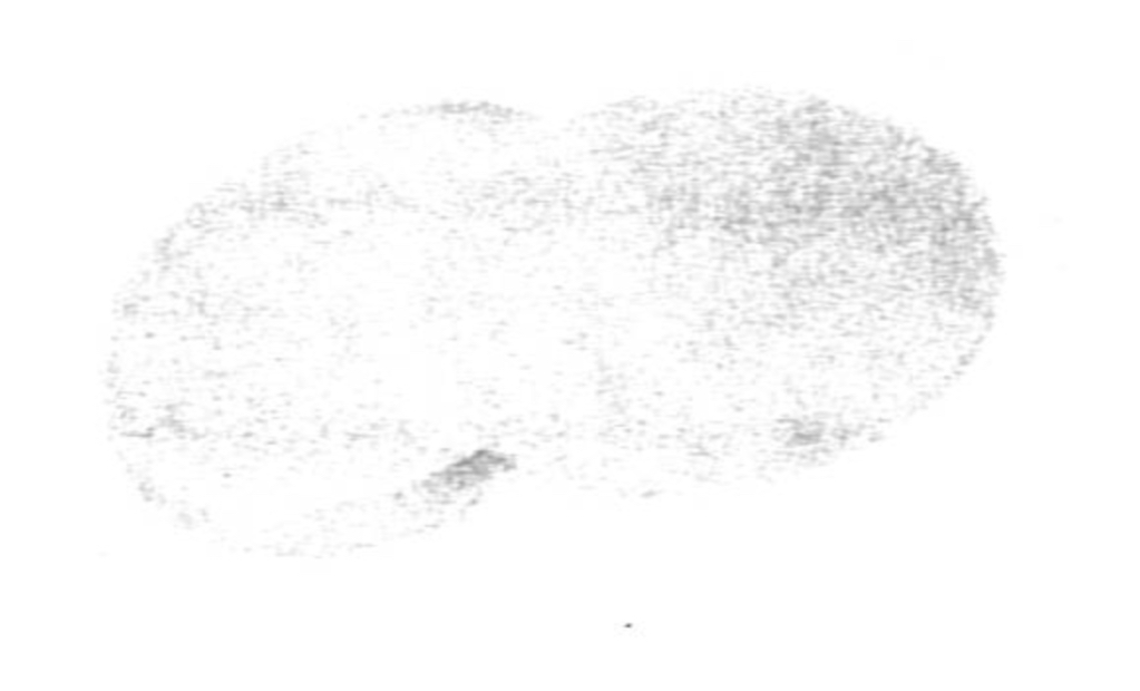 <p>Weigh Paper</p>