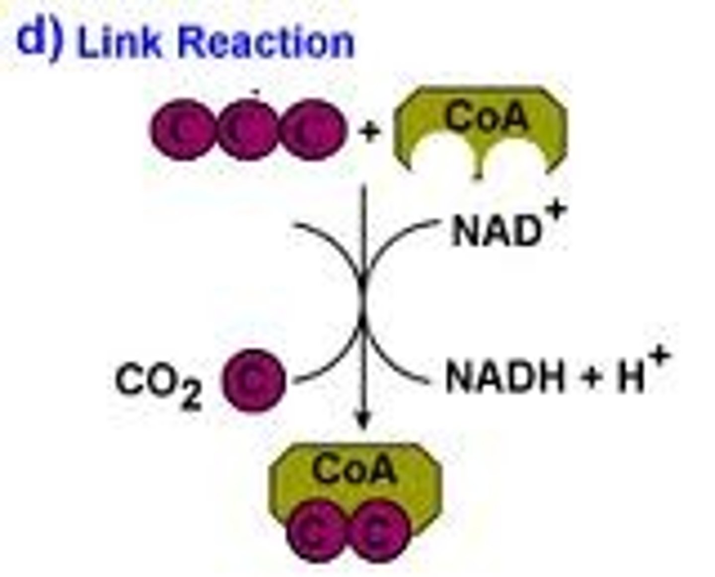 <p>Stage of aerobic respiration that links glycolysis with the Krebs cycle. In eukaryote cells it occurs in the mitochondrial matrix.</p>