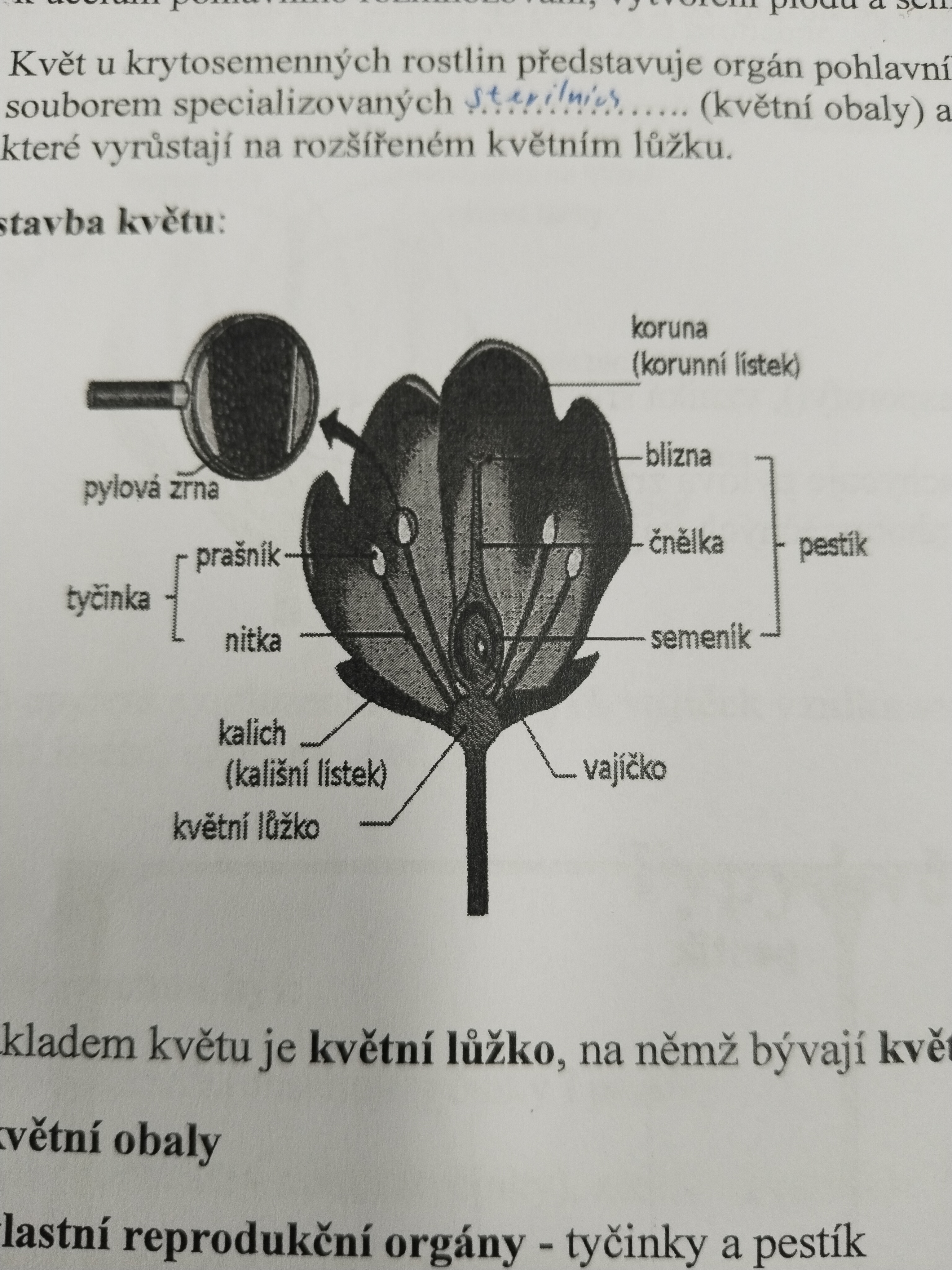 <p>Pestík, tyčinka, koruna, květní lůžko </p>