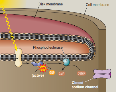 <ol><li><p>Light activates (bleaches) rhodopsin by retinal undergoing a conformational change to all-trans retinal</p></li><li><p>Activates Gtransducin</p></li><li><p>Activates phosphodiesterase (PDE)</p></li><li><p>PDE activity reduces cGMP level s by converting cGMP to linear GMP.</p></li><li><p>cGMP-gated Na+ channels close</p></li><li><p>Cell membrane hyperpolarizes (becomes more negative)</p></li></ol>