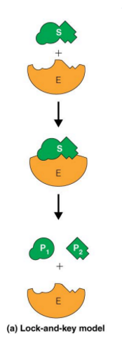 <p>the first explanation for specificity (explains substrate specificity)</p><p>does not explain catalysis or transition state </p><p></p>