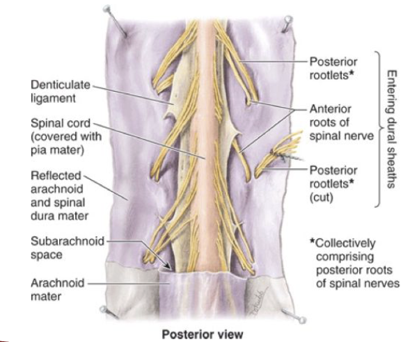 <p>SC: Denticulate ligament</p>