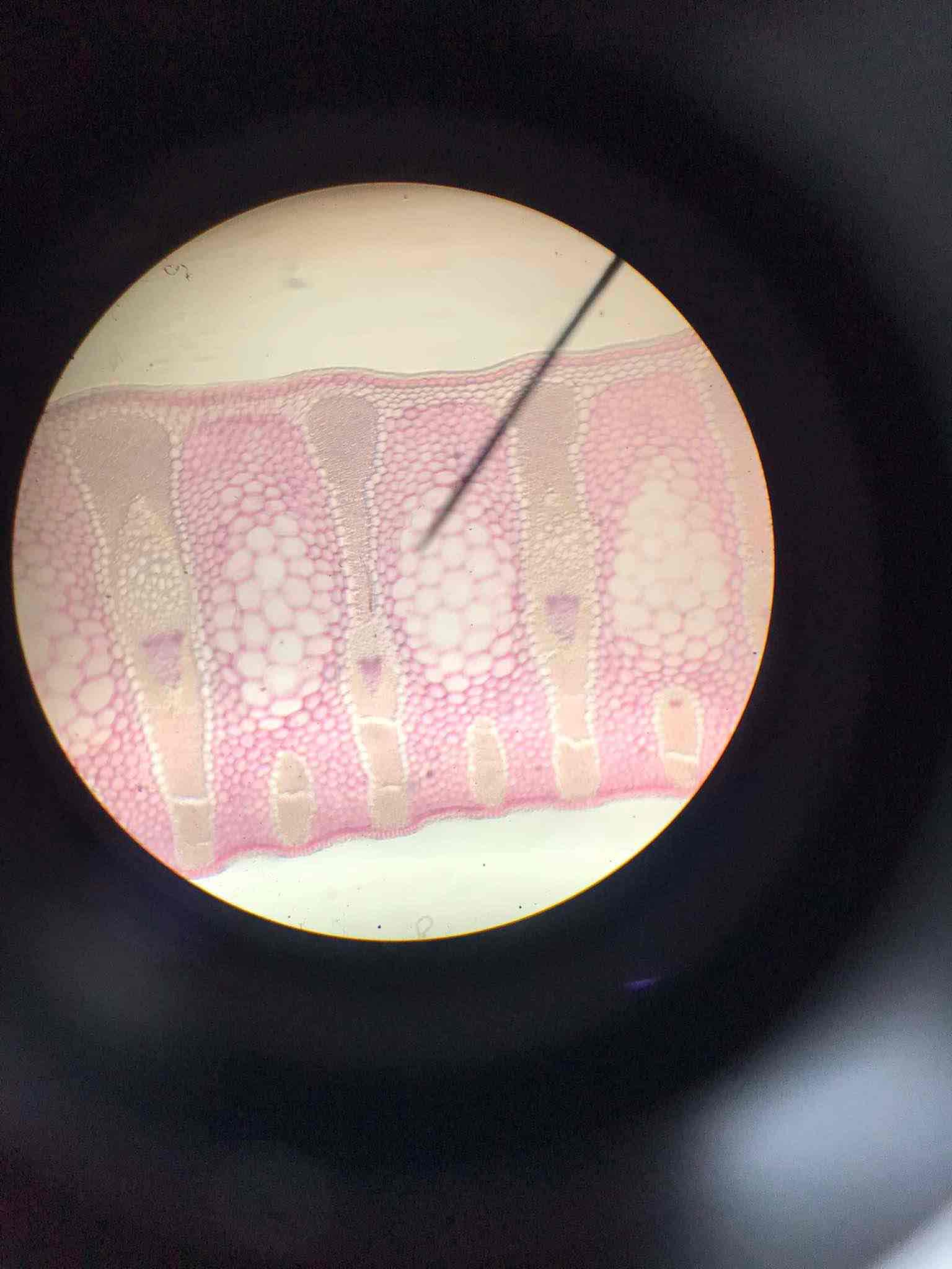 <p>Very thick lignified secondary walls found in certain plants.</p>