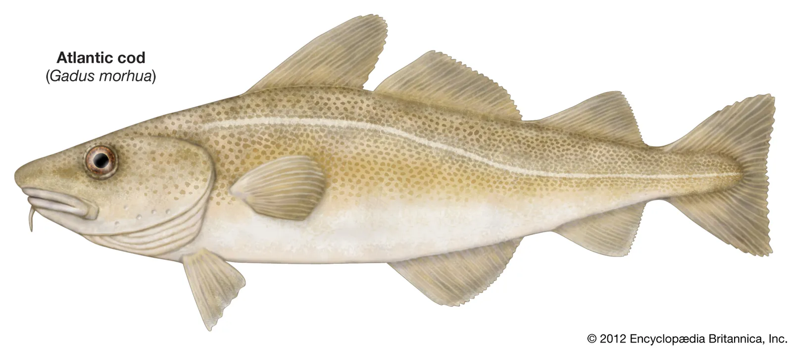<p>Cod</p>