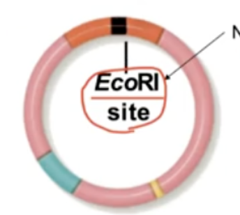 <p>EcoRI site</p>