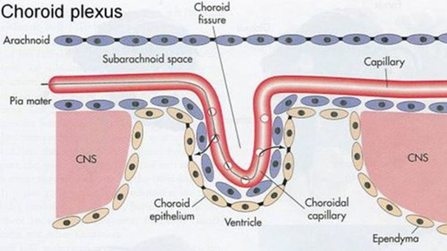<p>barrier regulating exchange between blood and CSF, overall maintaining a stable chemical environment for the CNS</p><p>*located at choroid plexus (lateral, third, fourth ventricles)</p><p>*vascular tissue, fenestrated capillaries, epithelial cell layer</p>