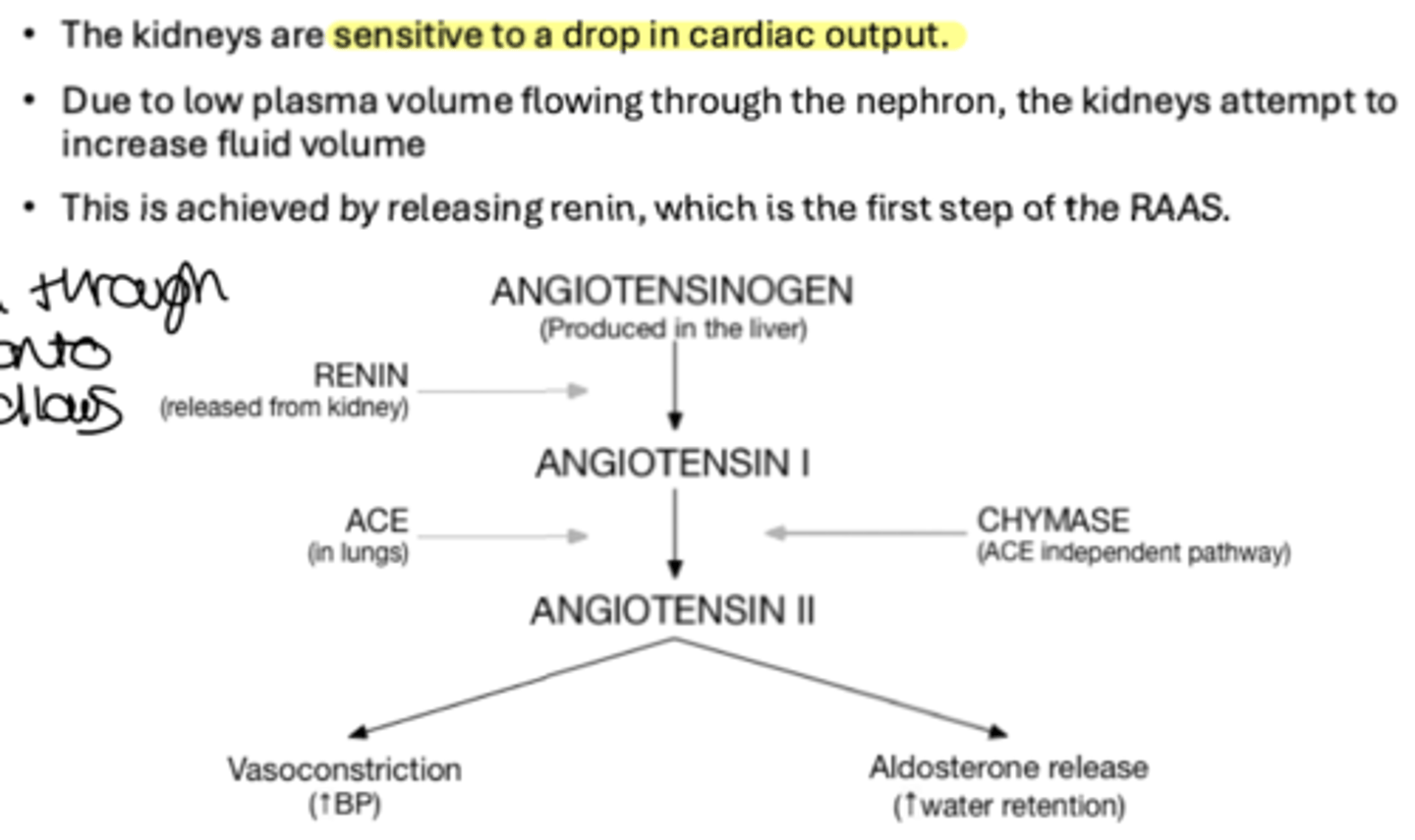 <p>- sensitive to a drop in CO</p><p>- a drop in CO increases fluid volume</p><p>- increasing reabsorption through the nephron and hold onto salt and water follows and stimulates RAAS</p>