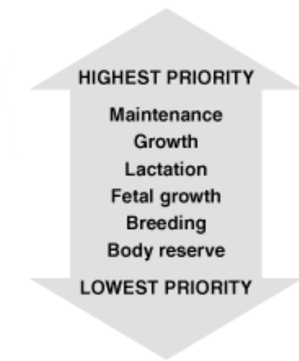 The Order that Animals Will put there energy into