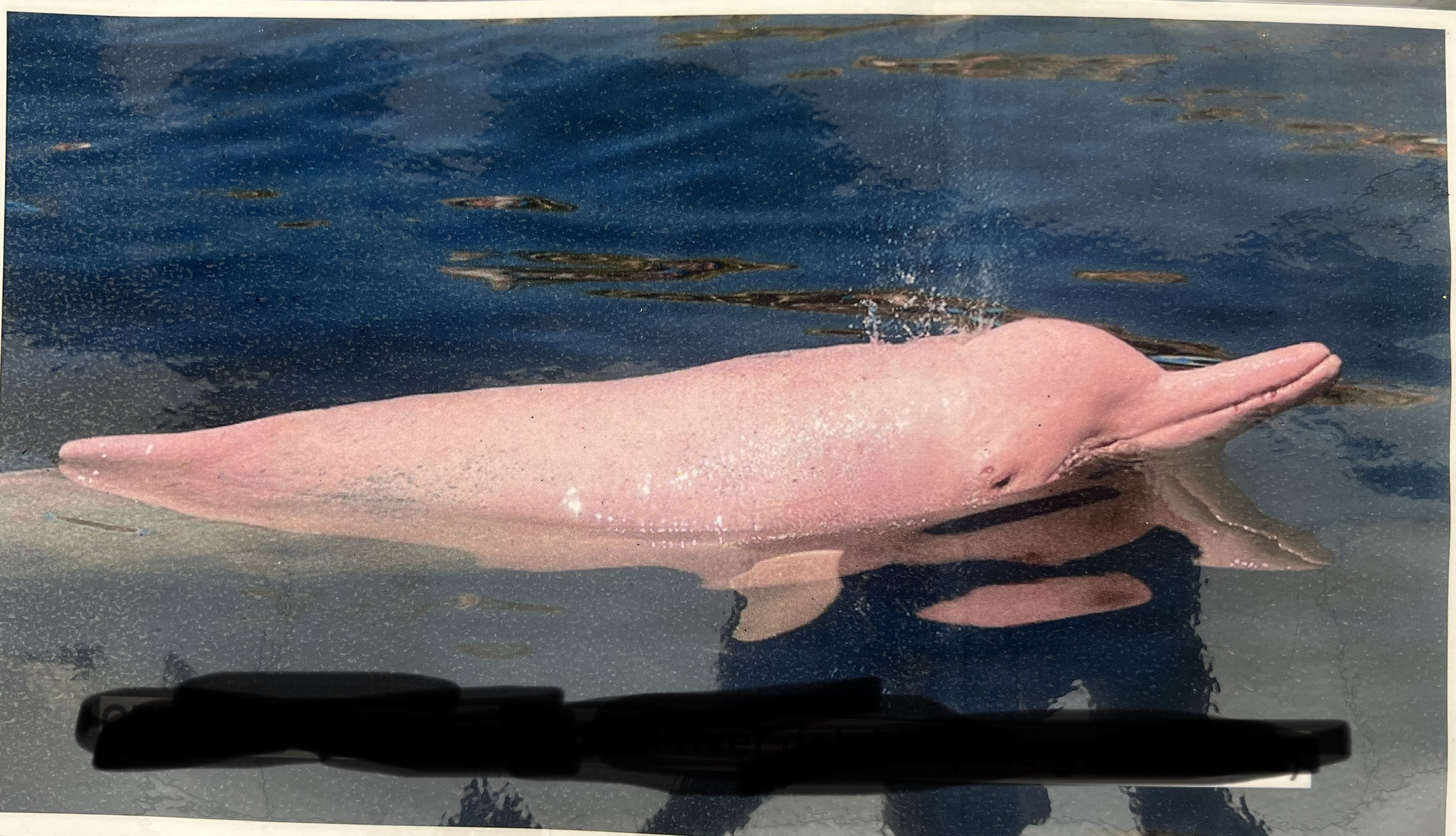 <p>Parvorder and Family?</p>