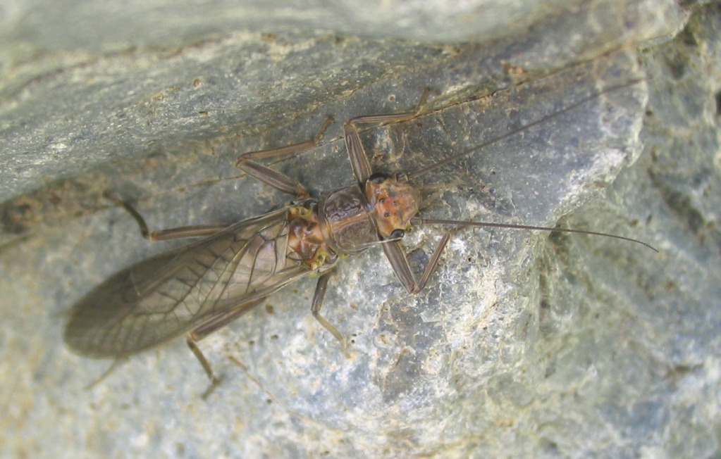 <p>Stonefly</p>