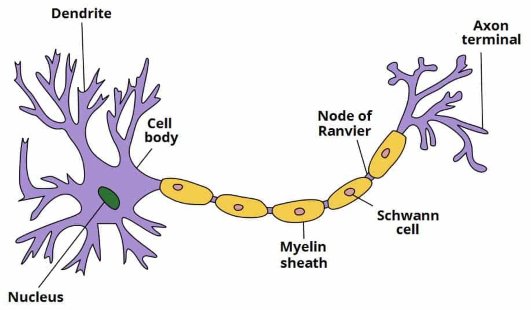 <ul><li><p>The <mark data-color="blue" style="background-color: blue; color: inherit">cell body</mark> includes a nucleus which contains the genetic material </p></li><li><p>Branchlike structures called <mark data-color="blue" style="background-color: blue; color: inherit">dendrites</mark> carry nerve impulses from neurons to the cell body </p></li><li><p>The <mark data-color="blue" style="background-color: blue; color: inherit">axon</mark> carries the impulses away from the cell body down the length of the neuron </p></li><li><p>The axon is covering in a fatty layer called the <mark data-color="blue" style="background-color: blue; color: inherit">myelin sheath</mark> that protects the axon and speeds up electrical transmission of the impulse </p></li><li><p>The myelin sheath is segmented by gaps called <mark data-color="blue" style="background-color: blue; color: inherit">nodes of Ranvier</mark> </p></li><li><p><mark data-color="blue" style="background-color: blue; color: inherit">Terminal buttons</mark> at the end of the axon communicate with the next neuron </p></li></ul>