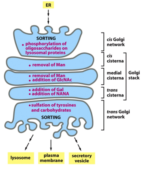 <ul><li><p>allows for post-translational modifications (glycosylation, phosophorylation, sulfation)</p></li><li><p>each Golgi stack has 2 distinct faces: a cis face (entry) and a trans face (exit)</p></li><li><p>each stack (cisterna) contains a characteristic set of processing enzymes</p></li><li><p>the Golgi apparatus generates heterogenous oligosaccharide structures, and complex oligosaccharides are added to proteins in the Golgi</p><ul><li><p>the human genome encodes many different Golgi glycosyl transferases</p></li></ul></li><li><p>the Golgi resident proteins (glycosidases and glycosyl tranferases) are all membrane-bound</p><ul><li><p>this way the retrieval is facilitated via the COPI mechanism</p></li></ul></li></ul><p></p>