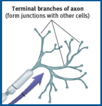 <p>The ends of axon containing terminal buttons which hold synaptic vesicles that store neurotransmitters </p>