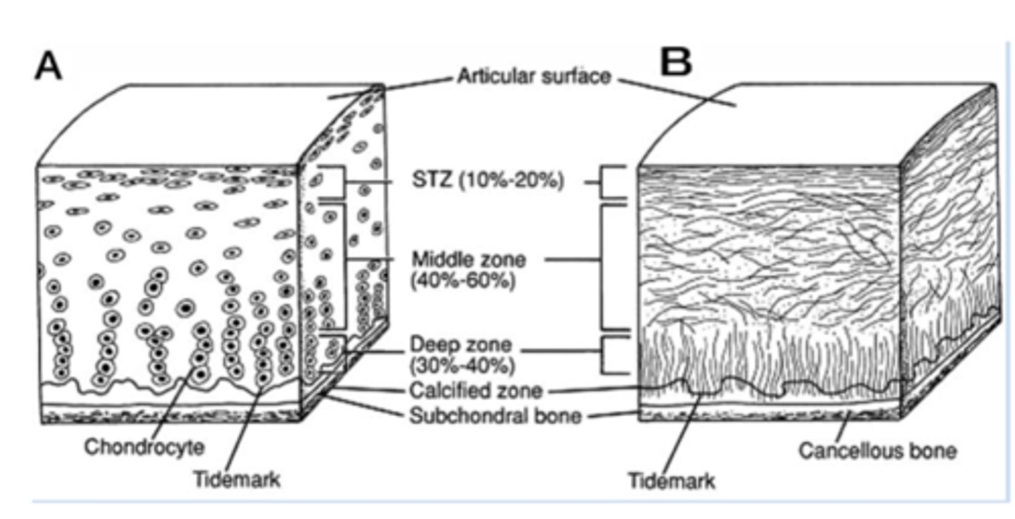 <p>Shear stress</p>