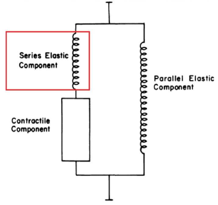 Contractile component
Series Elastic component
Parallel Elastic Component 