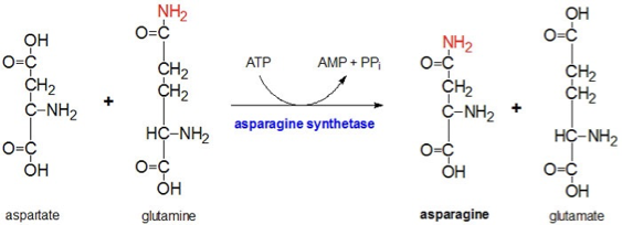 <p><span>Synthesis:&nbsp; asparagine synthetase</span></p>