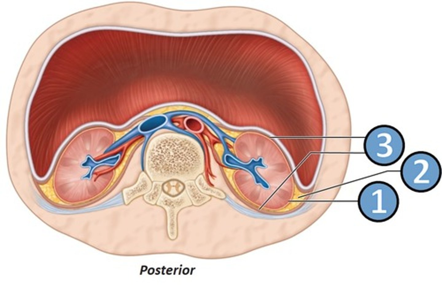 <p>a transparent capsule that prevents infections in surrounding regions from spreading to the kidney, number 1</p>