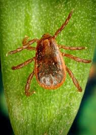<p>ID external parasite</p><p>brown dog tick</p>