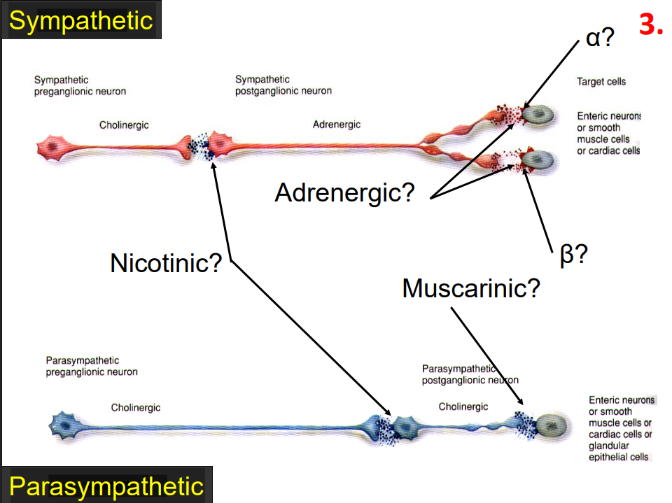 <p>- mimic or block the effects of the two primary neurotransmitters, Acetylcholine and Noradrenaline/Adrenaline</p><p>- drugs that mimic neurotransmitters are referred to as "receptor agonists": these drugs activate receptors</p><p>- drugs that block neurotransmitters are referred to as "receptor antagonists": these drugs block receptors</p><p>- if we administer acetylcholine it can work where we have acetylcholine receptors</p><p>- if we have nicotinic receptors its only going to work on these relay synapses</p><p>- if we have drugs that work at muscarinic receptors, they will work there</p>