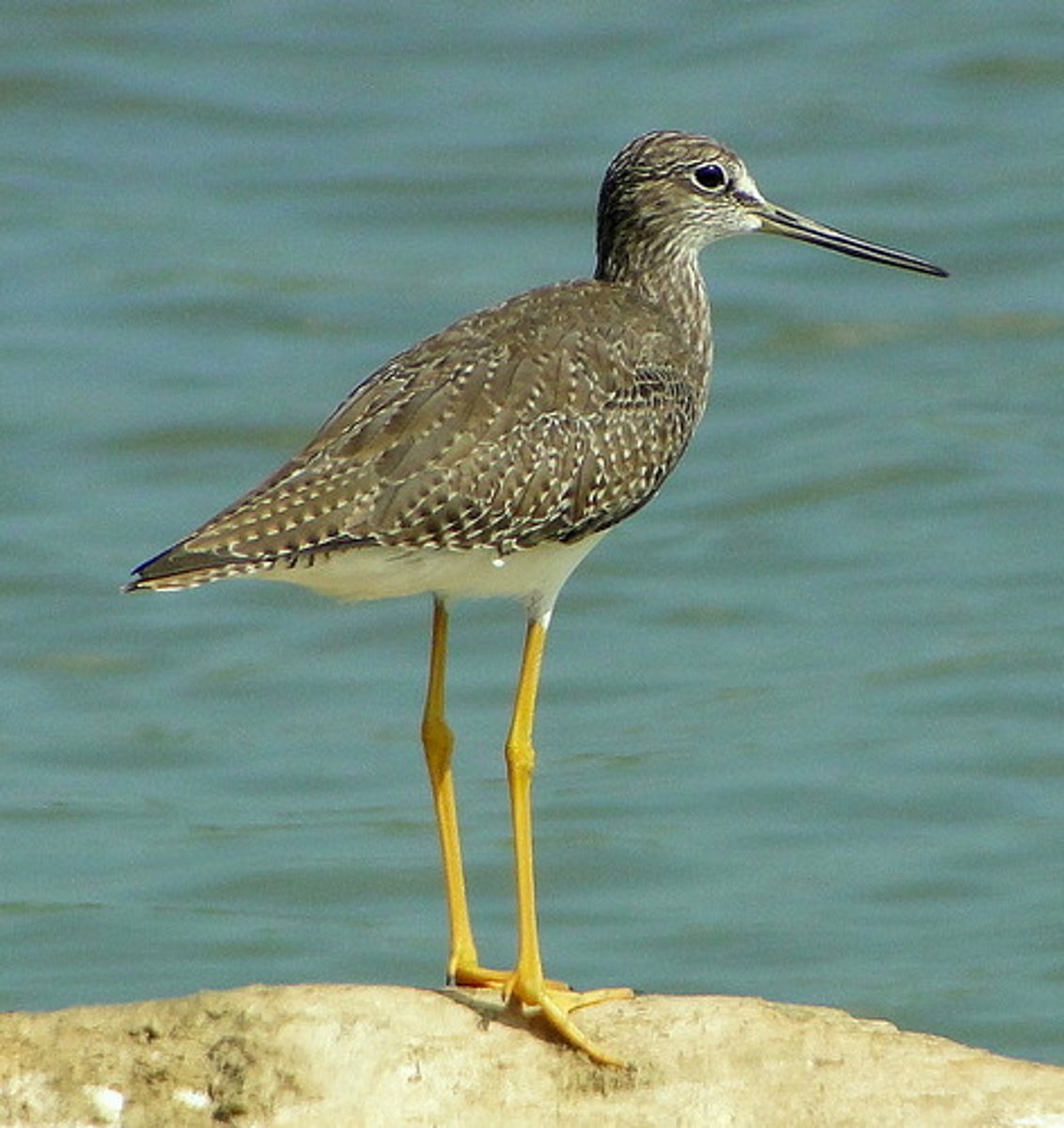 <p>Tringa melanoleuca</p>