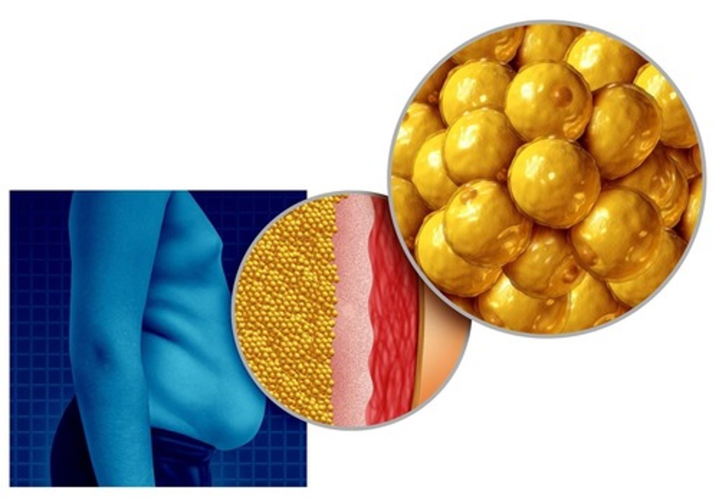 <p>- how triglycerides are stored in animals</p><p>- fat storage determined by food intake vs energy expenditure</p><p>- excellent thermal insulator (animals in cold environments maintain body temp and have a greater amount of adipose tissue)</p>