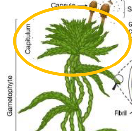 <p>tops of sphagnum mosses have pom pom-like cluster of branches</p>