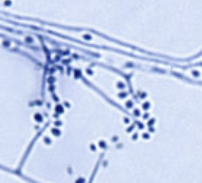 <p>What organism is this, and at what temperature?</p>